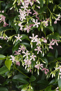 Trachelospermum 'Star of Ibiza' - 2 pezzi - ↨65cm - Ø15