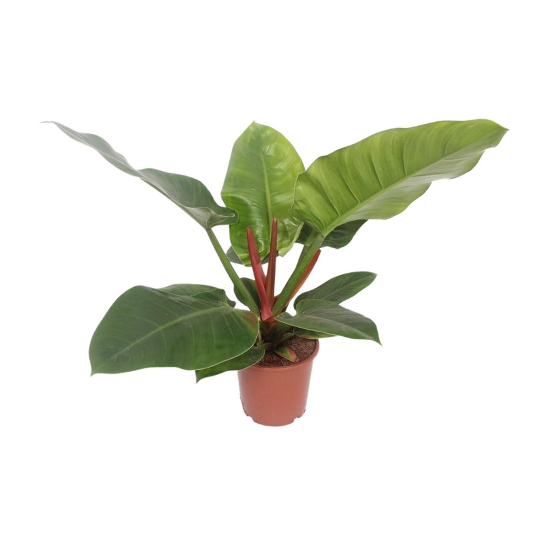 Philodendron erubescens 'Imperial Green' - Ø17cm - ↕60cm