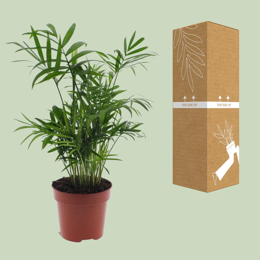 Chamaedorea elegans (Palma della Fortuna) - Ø12cm - ↕40cm