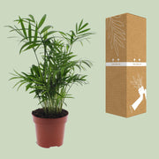 Chamaedorea elegans (Mexican Mountain Palm) - Ø12cm - ↕40cm