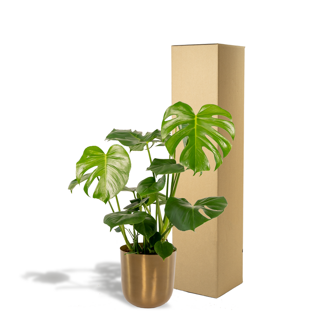 Monstera deliciosa + Pot Mayk Gold - Ø21cm - ↨80cm