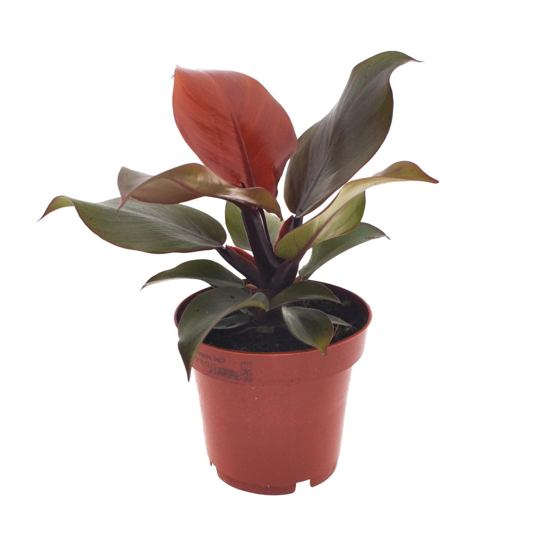 Philodendron erubescens 'Imperial Red' - Ø12cm - ↕25cm