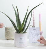 Load image into Gallery viewer, Aloe Vera Gift "Relax" WITH GREETING CARD! - Ø12cm - ↕40cm