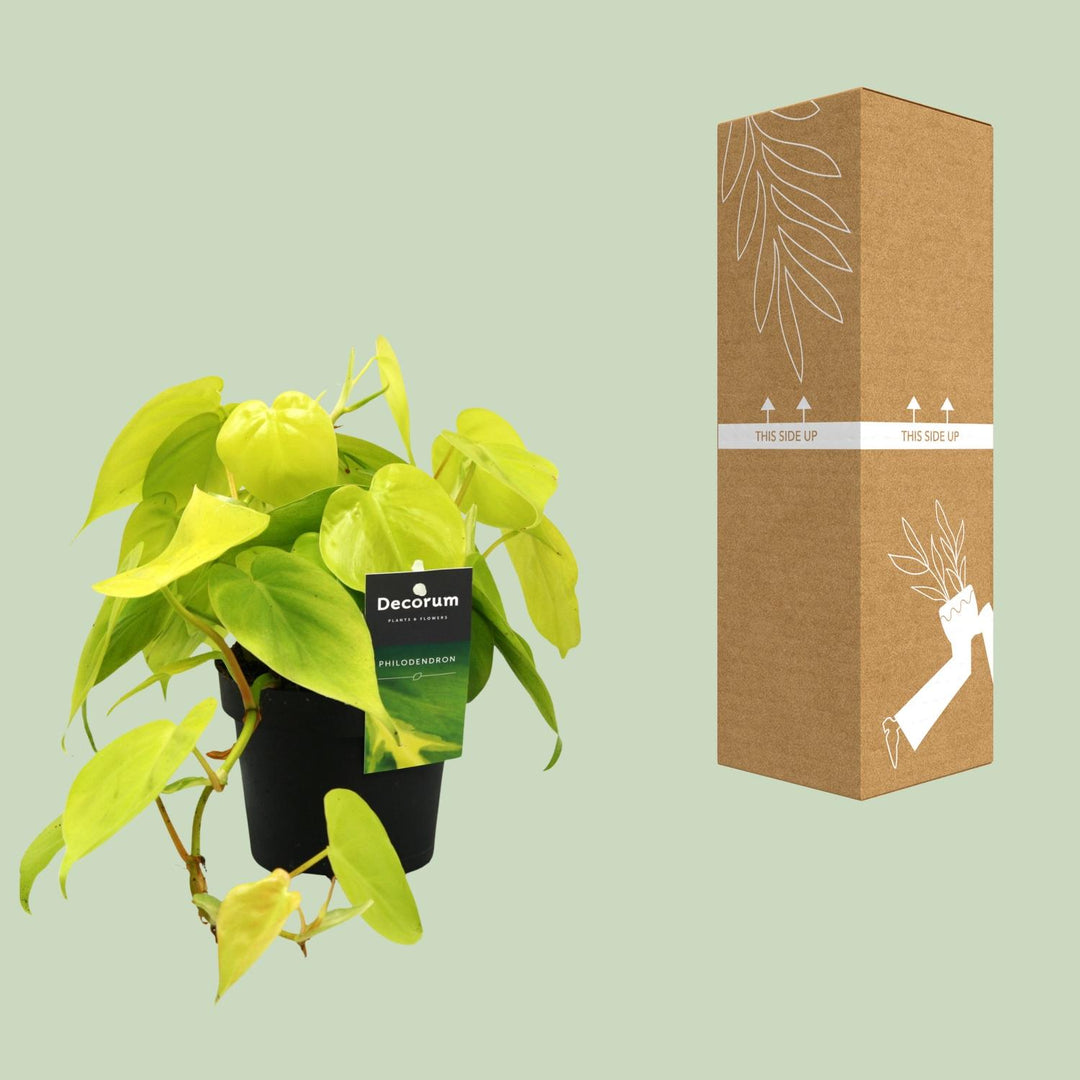 Philodendron scandens 'Lime' - Ø12cm - ↕20cm