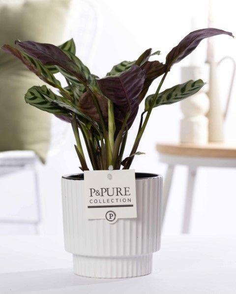 Ctenanthe Burle Marxii In Vaso P&PURE Ivy Ceramics, Bianco - Ø12cm - ↕25cm