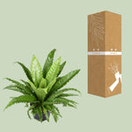 Load image into Gallery viewer, Asplenium antiquum 'Osaka' - Ø23cm - ↕60cm