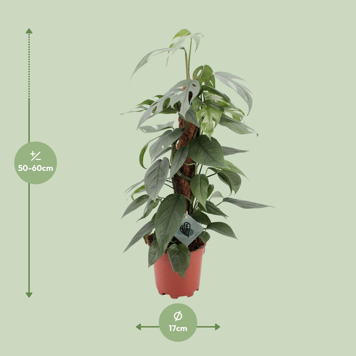 Epipremnum pinnatum 'Cebu Blue' - Ø17cm - ↕60cm