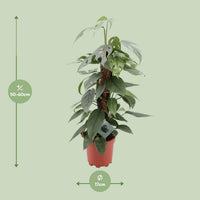 Epipremnum pinnatum 'Cebu Blue' - Ø17cm - ↕60cm