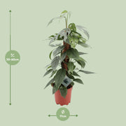 Epipremnum pinnatum 'Cebu Blue' - Ø17cm - ↕60cm