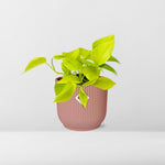 Load image into Gallery viewer, Epipremnum pinnatum ‘Golden Pothos’ - ↕10-20cm - in ELHO Vibes Fold, Pink, Ø14cm
