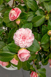 Camellia japonica 'Bonomiana' - Ø19 - ↨65cm