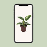 Load image into Gallery viewer, Philodendron erubescens &#39;White Princess&#39; - Ø12cm - ↕25cm
