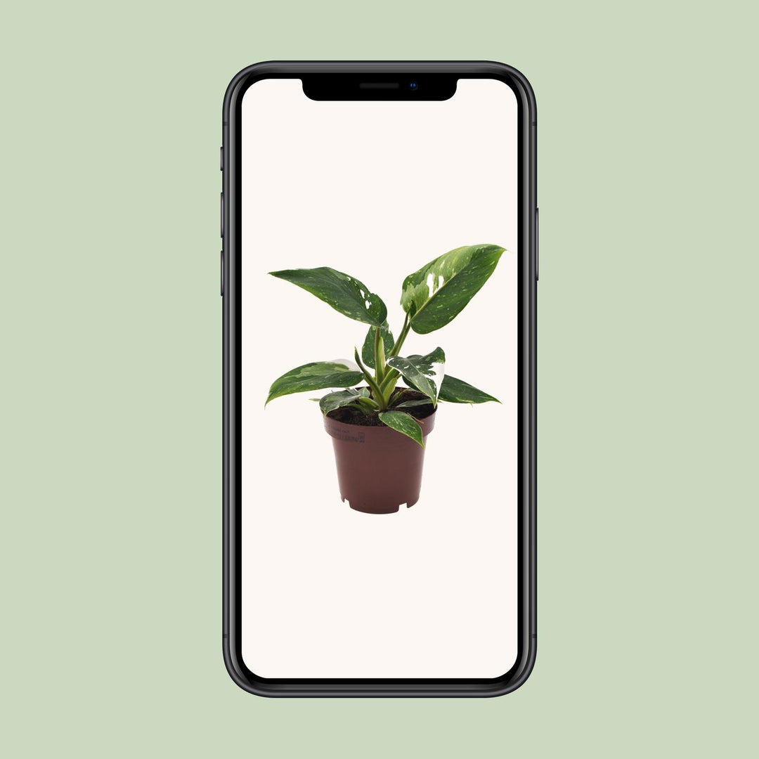 Philodendron erubescens 'White Princess' - Ø12cm - ↕25cm