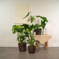 Tropical Trio - Monstera Deliciosa - Ø21cm - ↕75cm + Alocasia Zebrina - Ø19cm - ↕75cm + Strelitzia Nicolai - Ø19cm - ↕85cm