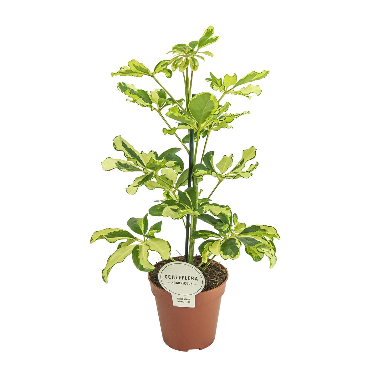 Schefflera arboricola 'Charlotte' - Ø13cm - ↕45cm