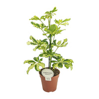 Schefflera arboricola 'Charlotte' - Ø13cm - ↕45cm
