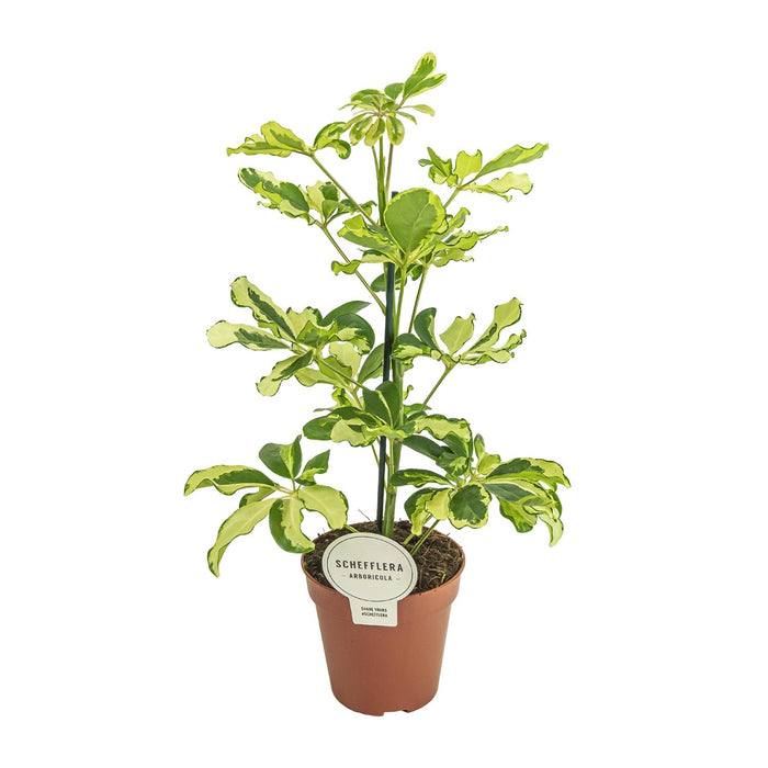 Schefflera arboricola 'Charlotte' - Ø13cm - ↕45cm