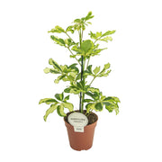 Schefflera arboricola 'Charlotte' - Ø13cm - ↕45cm