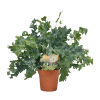 Phlebodium aureum 'Davana' - Ø12cm - ↕35cm