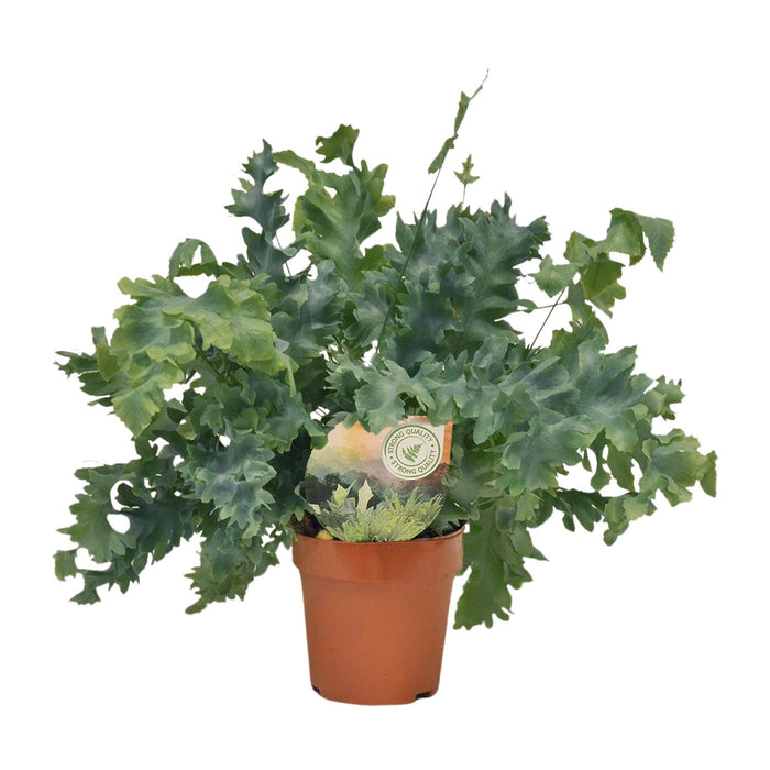 Phlebodium aureum 'Davana' - Ø12cm - ↕35cm