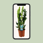 Load image into Gallery viewer, Zamioculcas zamiifolia - Ø17cm - ↕65cm