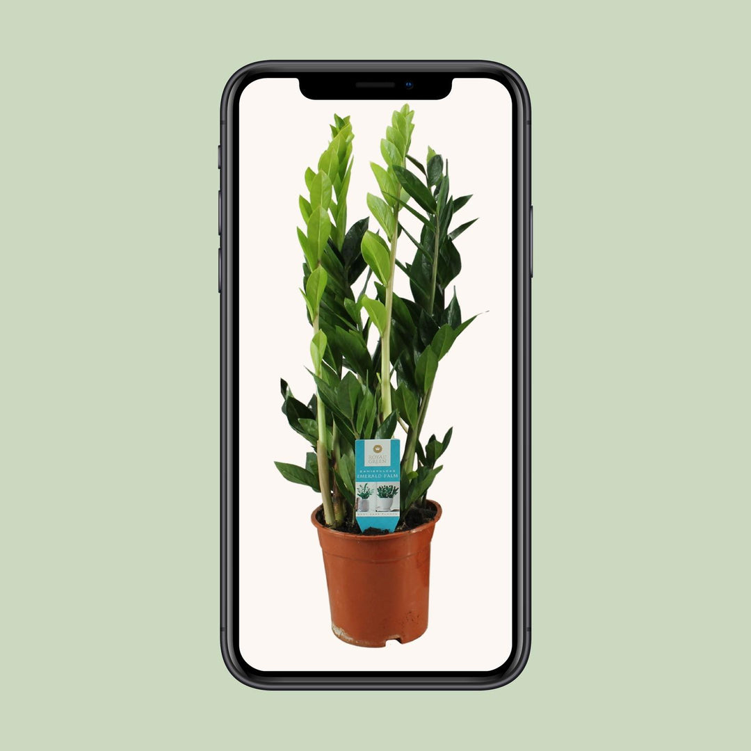 Zamioculcas zamiifolia - Ø17cm - ↕65cm