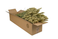 Fiori Secchi – Grano (Triticum) – Naturale – 4 Mazzi – ↕60 cm