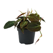 Philodendron hederaceum 'Micans' - Ø12cm - ↕15cm