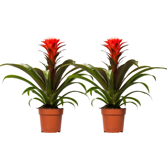 Guzmania 'Hope' - 2 plants - Ø12cm - ↕40cm