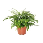 Asplenium parvati - Ø17cm - ↕30cm