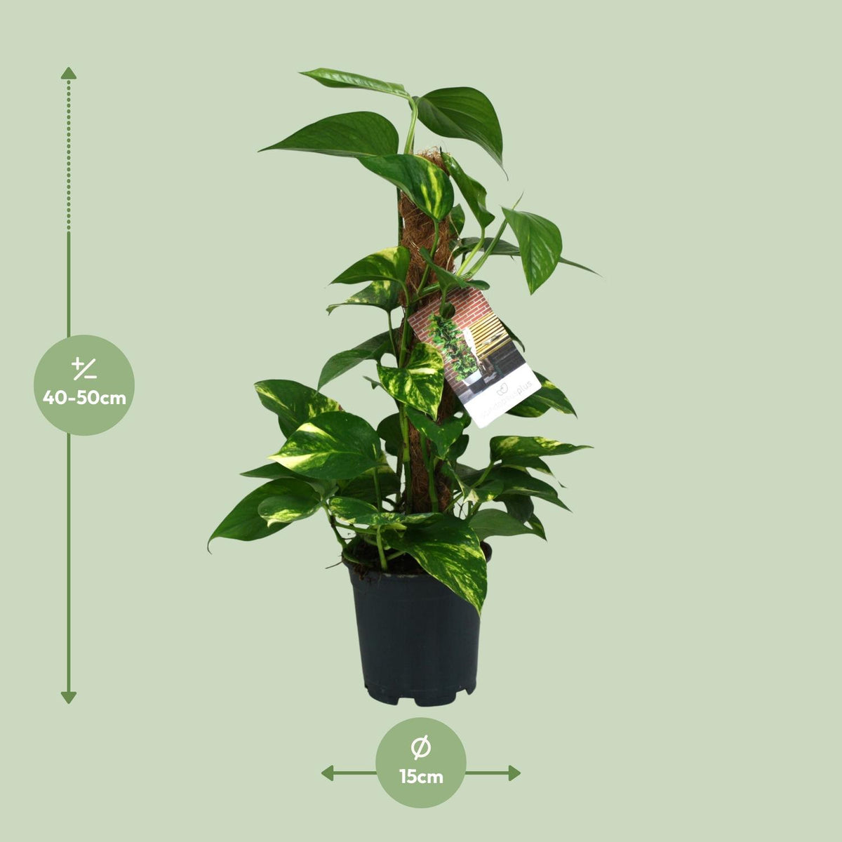 Epipremnum (Scindapsus) - Ø15cm - ↕50cm