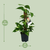 Epipremnum (Scindapsus) - Ø15cm - ↕50cm