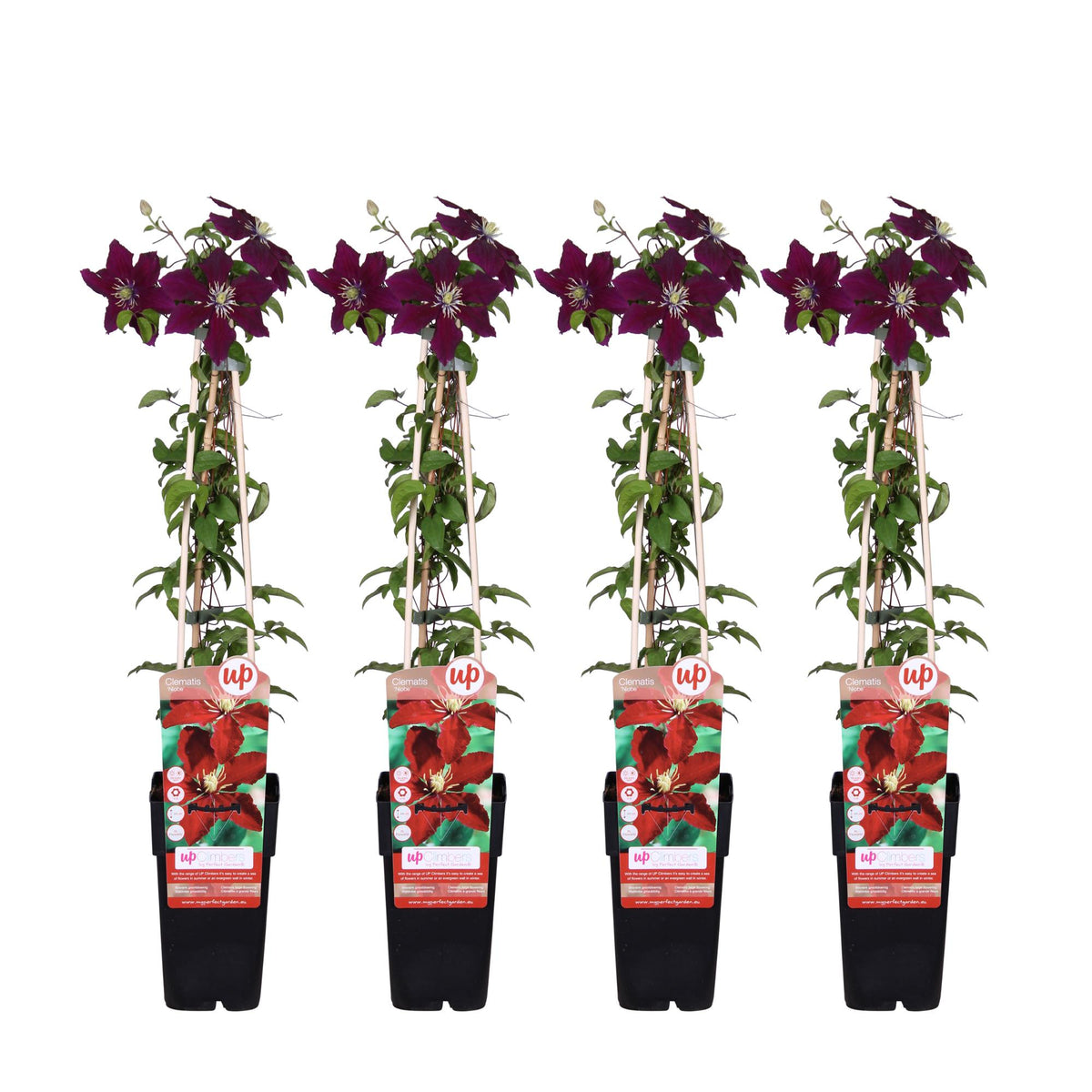 Clematis 'Niobe' - 4 piante - Ø15 ↨65cm