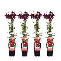 Clematis 'Niobe' - 4 piante - Ø15 ↨65cm