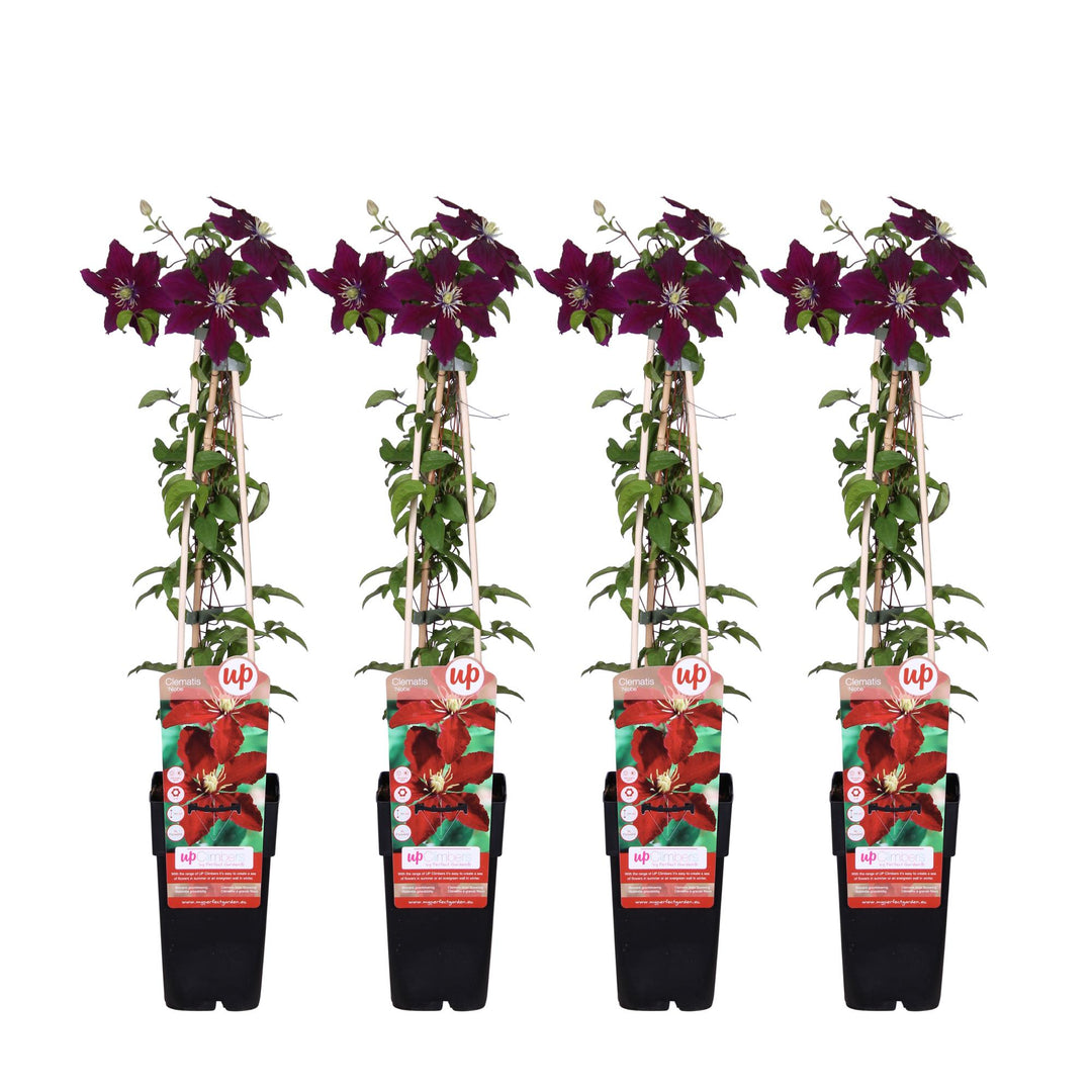 Clematis 'Niobe' - 4 plants - Ø15 ↨65cm