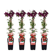 Clematis 'Niobe' - 4 plants - Ø15 ↨65cm