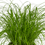 Load image into Gallery viewer, Cyperus alternifolius (Cat Grass) - 2 plants  - Ø12cm - ↕20cm
