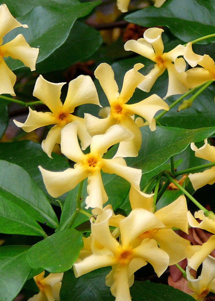 Trachelospermum 'Star of Toscana' - Tuscan Jasmine Yellow - Ø15cm - ↕65cm