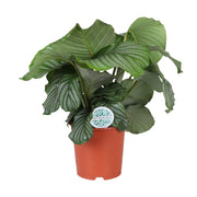 Calathea orbifolia - Ø21cm - ↕65cm