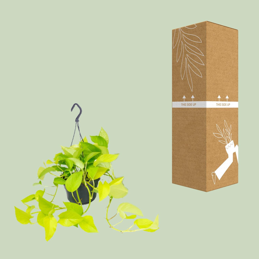 Epipremnum pinnatum 'Golden Pothos' (Scindapsus) - Ø15 - ↕25cm