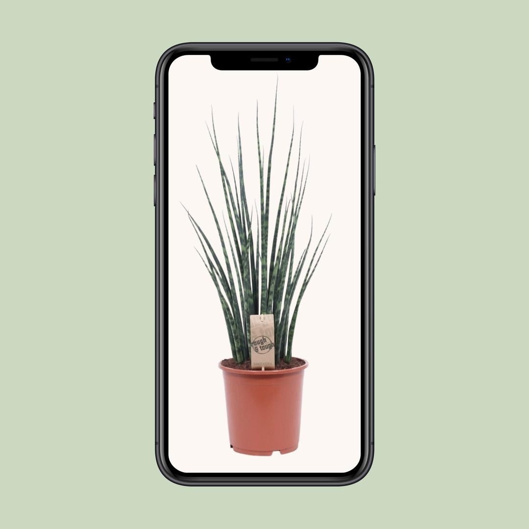 Sansevieria trifasciata 'Fernwood Mikado' - Ø19cm - ↕80cm