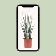 Sansevieria trifasciata 'Fernwood Mikado' - Ø19cm - ↕80cm