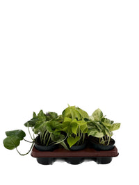 Epipremnum mix - 6 plants - Ø12cm - ↕15cm