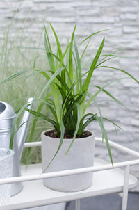 Carex morrowii 'Irish Green' - 3 piante - Ø14 - ↨30cm