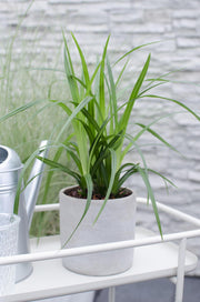 Carex morrowii 'Irish Green' - 3 plants - Ø14 - ↨30cm