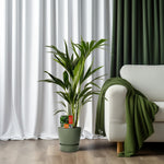 Load image into Gallery viewer, Howea Forsteriana (Kentia) - Ø19cm - ↕100cm