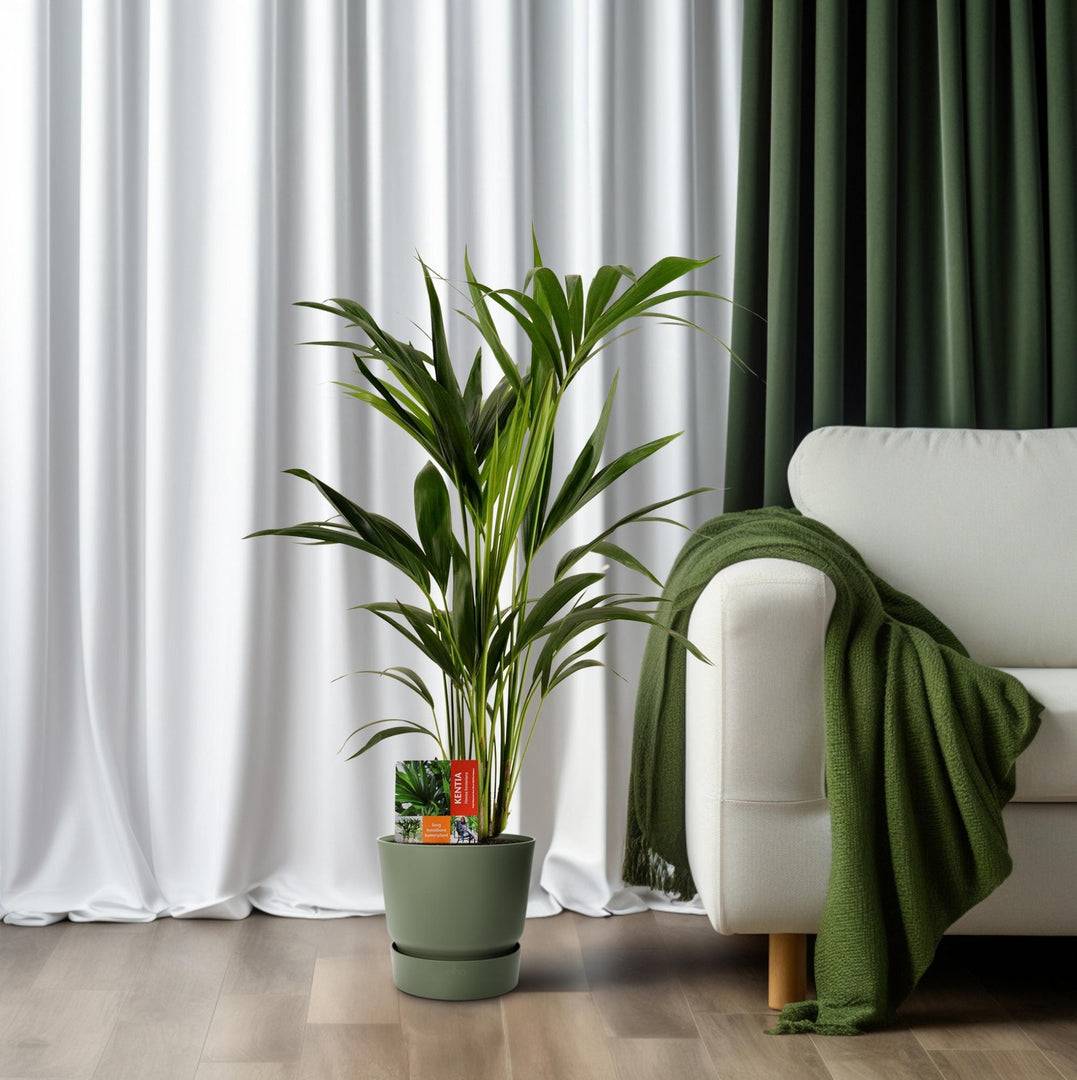 Howea Forsteriana (Kentia) - Ø19cm - ↕100cm