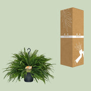 Nephrolepis exaltata 'Green Lady' - Ø20cm - ↕60cm