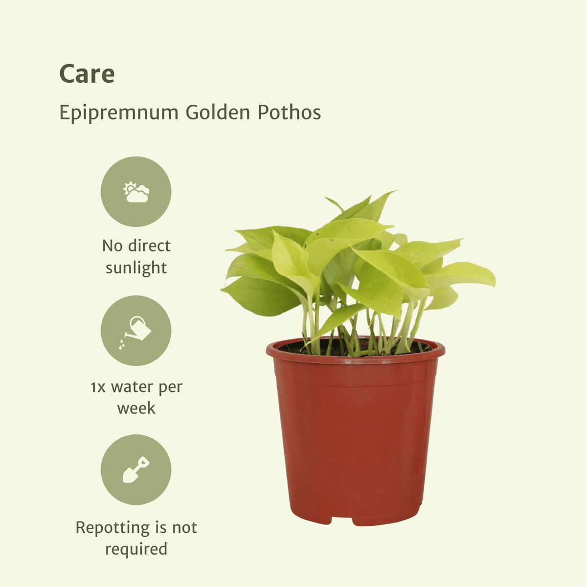 Epipremnum pinnatum 'Golden Pothos' (Scindapsus) - 4 plants - Ø12cm - ↕15cm