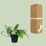 Load image into Gallery viewer, Epipremnum pinnatum &#39;Cebu Blue&#39; - Ø12cm - ↕20cm
